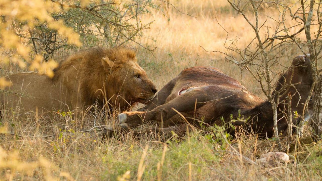 Kwalucia Private Safari Retreat Hotel Japaratinga Ngoại thất bức ảnh