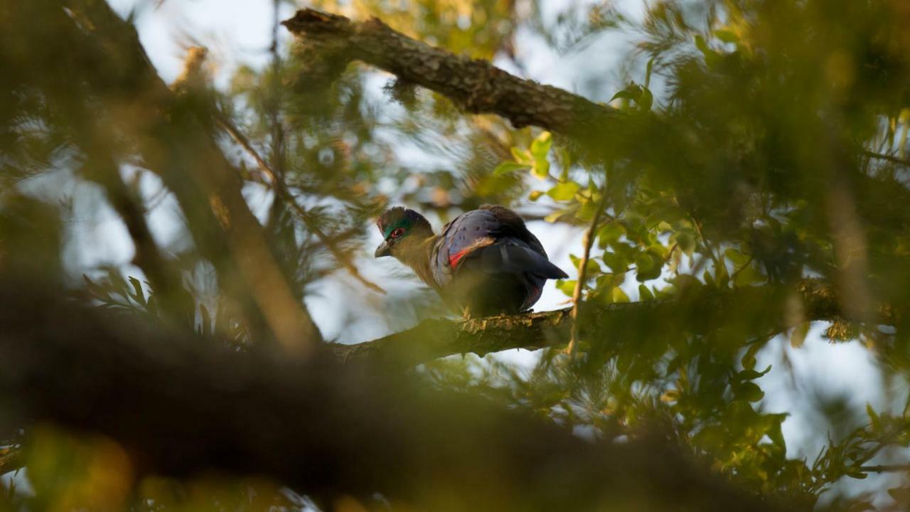 Kwalucia Private Safari Retreat Hotel Japaratinga Ngoại thất bức ảnh