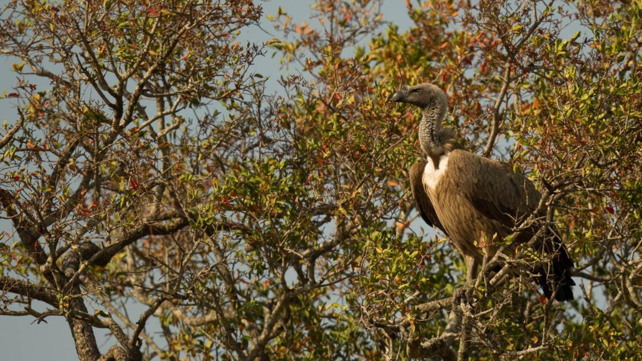 Kwalucia Private Safari Retreat Hotel Japaratinga Ngoại thất bức ảnh