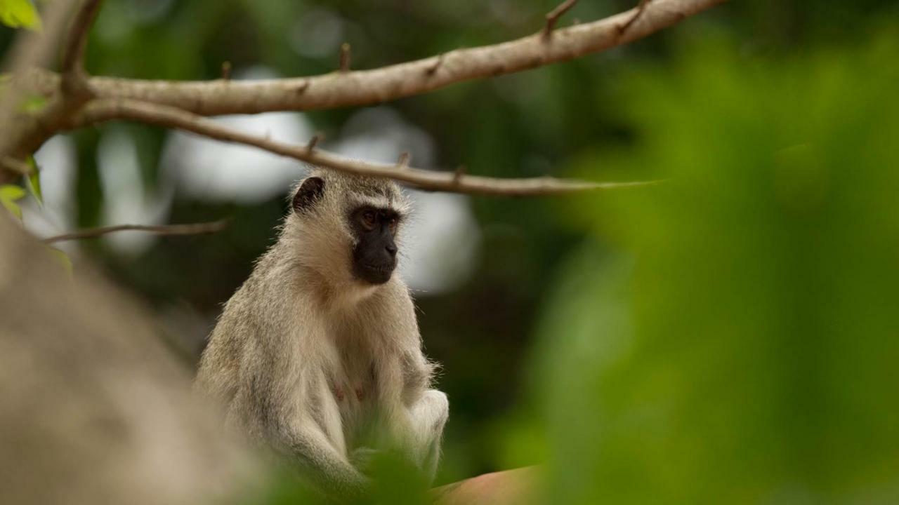 Kwalucia Private Safari Retreat Hotel Japaratinga Ngoại thất bức ảnh
